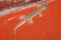 four-clawed gecko
