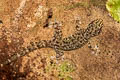 Common Four-clawed Gecko Gehyra mutilata