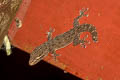 Common Four-clawed Gecko Gehyra mutilata