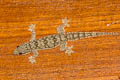 Common Frilly Gecko Hemidactylus platyurus (Frilly House Gecko)