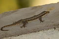 Common Frilly Gecko Hemidactylus platyurus (Frilly House Gecko)