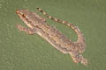 Common Frilly Gecko Hemidactylus platyurus (Frilly House Gecko)