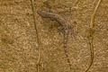 Common Frilly Gecko Hemidactylus platyurus (Frilly House Gecko)