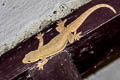 Common Frilly Gecko Hemidactylus platyurus (Frilly House Gecko)