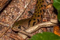 Common Keelback Fowlea flavipunctatus (Yellow-spotted Keelback Water Snake)