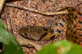 Common Keelback Fowlea flavipunctatus (Yellow-spotted Keelback Water Snake)