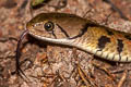 Common Keelback Fowlea flavipunctatus (Yellow-spotted Keelback Water Snake)