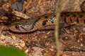 Common Keelback Fowlea flavipunctatus (Yellow-spotted Keelback Water Snake)