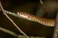 Common Keelback Fowlea flavipunctatus (Yellow-spotted Keelback Water Snake)