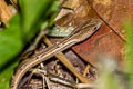 Common Mock Viper Psammodynastes pulverulentus