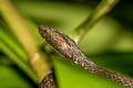 Common Mock Viper Psammodynastes pulverulentus