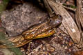 Common Mock Viper Psammodynastes pulverulentus