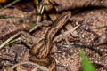 Common Mock Viper Psammodynastes pulverulentus