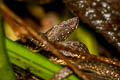 Common Mock Viper Psammodynastes pulverulentus