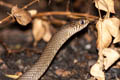 Common Rat Snake Ptyas mucosa (Indian Rat Snake)