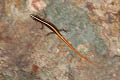 Common Striped Skink Lipinia vittigera