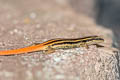 striped skink