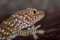 Common Tokay Gecko Gekko gecko