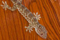 Common Tokay Gecko Gekko gecko