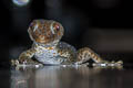 Common Tokay Gecko Gekko gecko