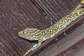 Common Tokay Gecko Gekko gecko