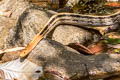 Copperhead Racer Coelognathus radiatus  (Radiated Rat Snake)