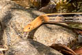 Copperhead Racer Coelognathus radiatus  (Radiated Rat Snake)