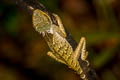 Cross-bearing Tree Lizard Acanthosaura crucigera (Masked Spiny Lizard)