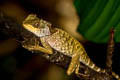 Cross-bearing Tree Lizard Acanthosaura crucigera (Masked Spiny Lizard)