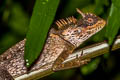 Cross-bearing Tree Lizard Acanthosaura crucigera (Masked Spiny Lizard)