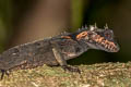 Cross-bearing Tree Lizard Acanthosaura crucigera (Masked Spiny Lizard)