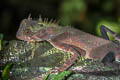 Cross-bearing Tree Lizard Acanthosaura crucigera (Masked Spiny Lizard)