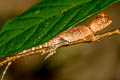 Cross-bearing Tree Lizard Acanthosaura crucigera (Masked Spiny Lizard)