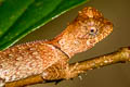 Cross-bearing Tree Lizard Acanthosaura crucigera (Masked Spiny Lizard)