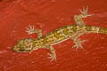 bent-toed gecko