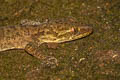 bent-toed gecko