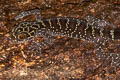 Doi Phu Kha Bent-toed Gecko Cyrtodactylus phukhaensis