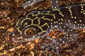 Doi Phu Kha Bent-toed Gecko Cyrtodactylus phukhaensis