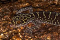 Doi Phu Kha Bent-toed Gecko Cyrtodactylus phukhaensis