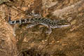 Doi Suthep Bent-toed Gecko Cyrtodactylus doisuthep