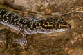 bent-toed gecko