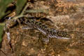 Doi Suthep Bent-toed Gecko Cyrtodactylus doisuthep