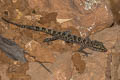 Dumnui's Bent-toed Gecko Cyrtodactylus dumnuii