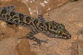 Dumnui's Bent-toed Gecko Cyrtodactylus dumnuii