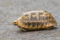 Elongated Tortoise Indotestudo elongata