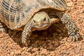 Elongated Tortoise Indotestudo elongata