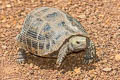 Elongated Tortoise Indotestudo elongata