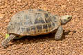 Elongated Tortoise Indotestudo elongata