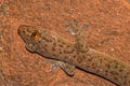 Fehlmann's Four-clawed Gecko Gehyra fehlmanni