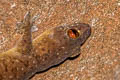 Fehlmann's Four-clawed Gecko Gehyra fehlmanni